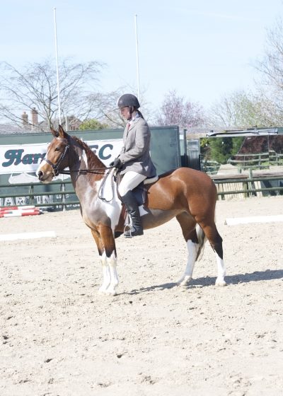 Equestrian Event Sports Phographer - Hargate Show Jumping