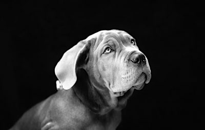 Pet portrait Photographer in Derby - Black White Dog