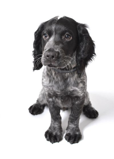 Pet portrait Photographer in Derby and Burton on Trent - Dog